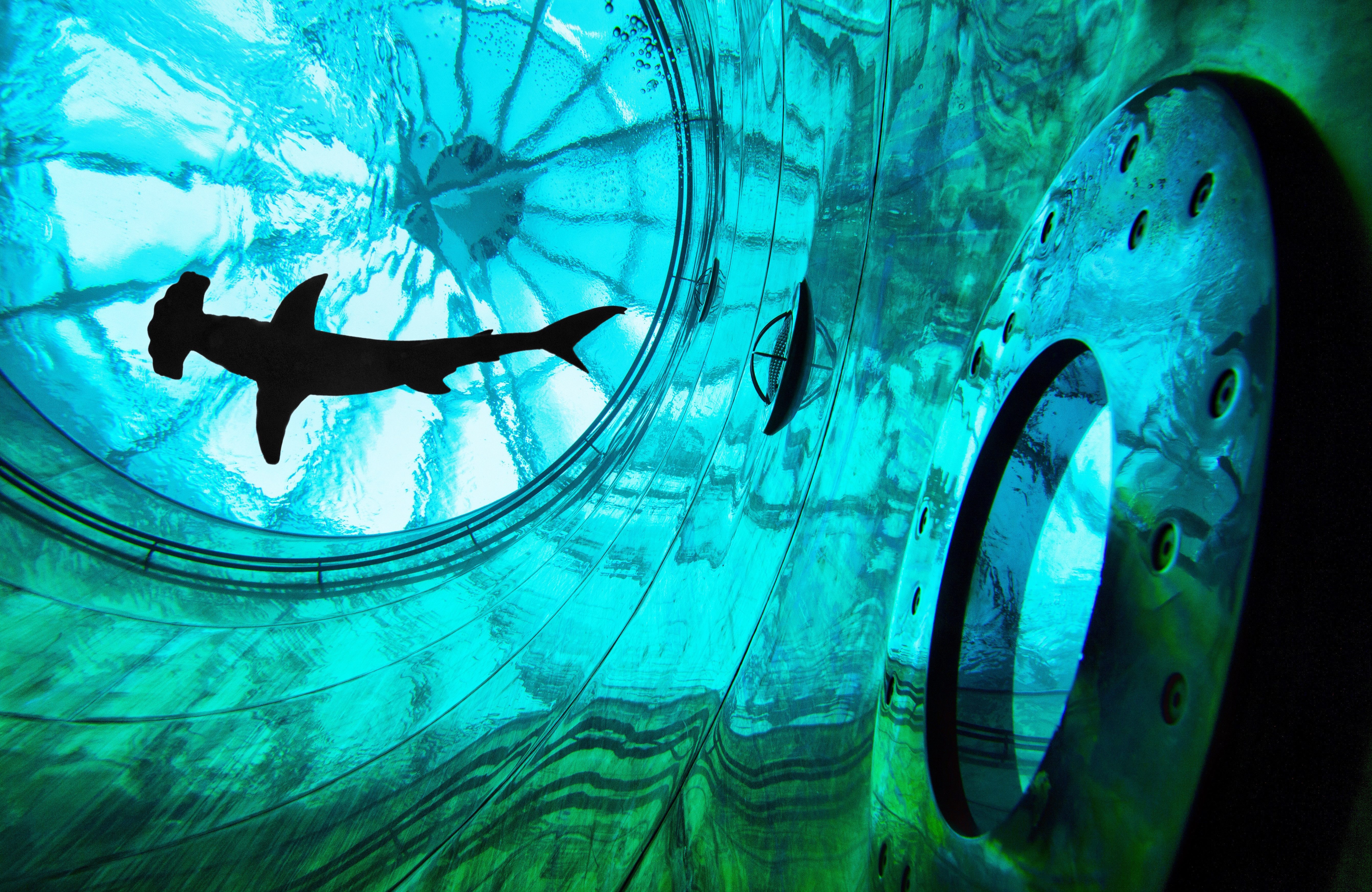 Fototapete VLIES-Tapete Premium Hai Fisch Tiere Unterwasser Aqua Blau