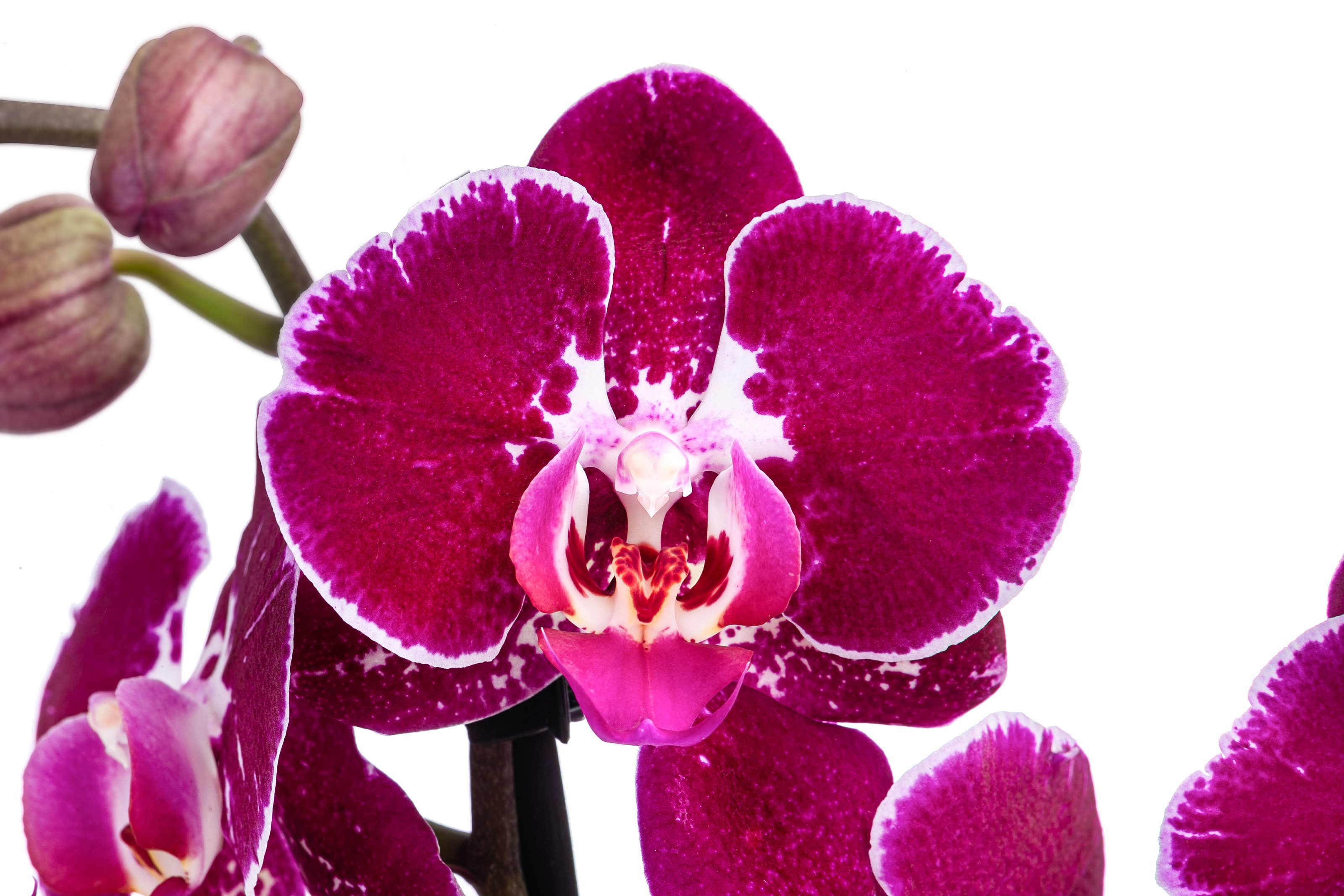 Dehner Zimmerpflanze Schmetterlingsorchidee Binty, zweitriebig, dunkelrot-pink, 50 cm, Phalaenopsis cultivars, exotische, pflegeleichte Orchidee – Bild 2 von 2