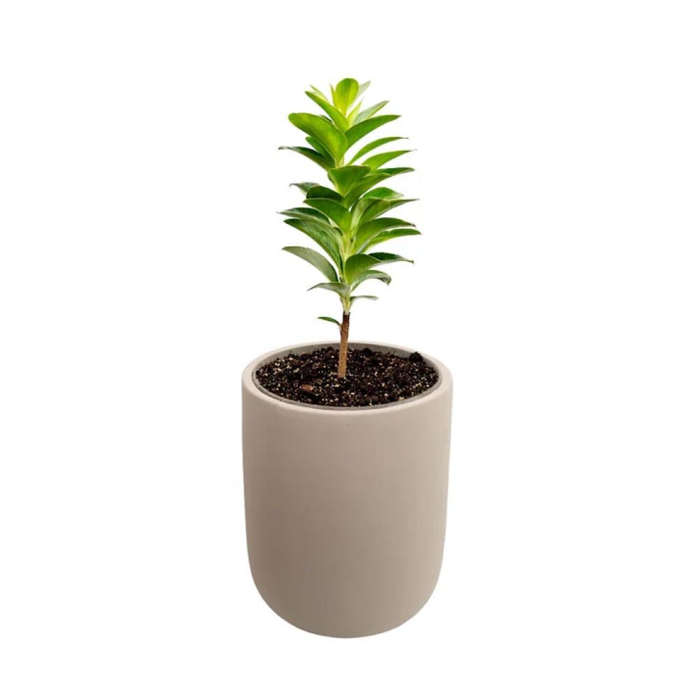 Schweng Blumentopf Blumentopf aus Zement – Light Grey 28x35x50cm