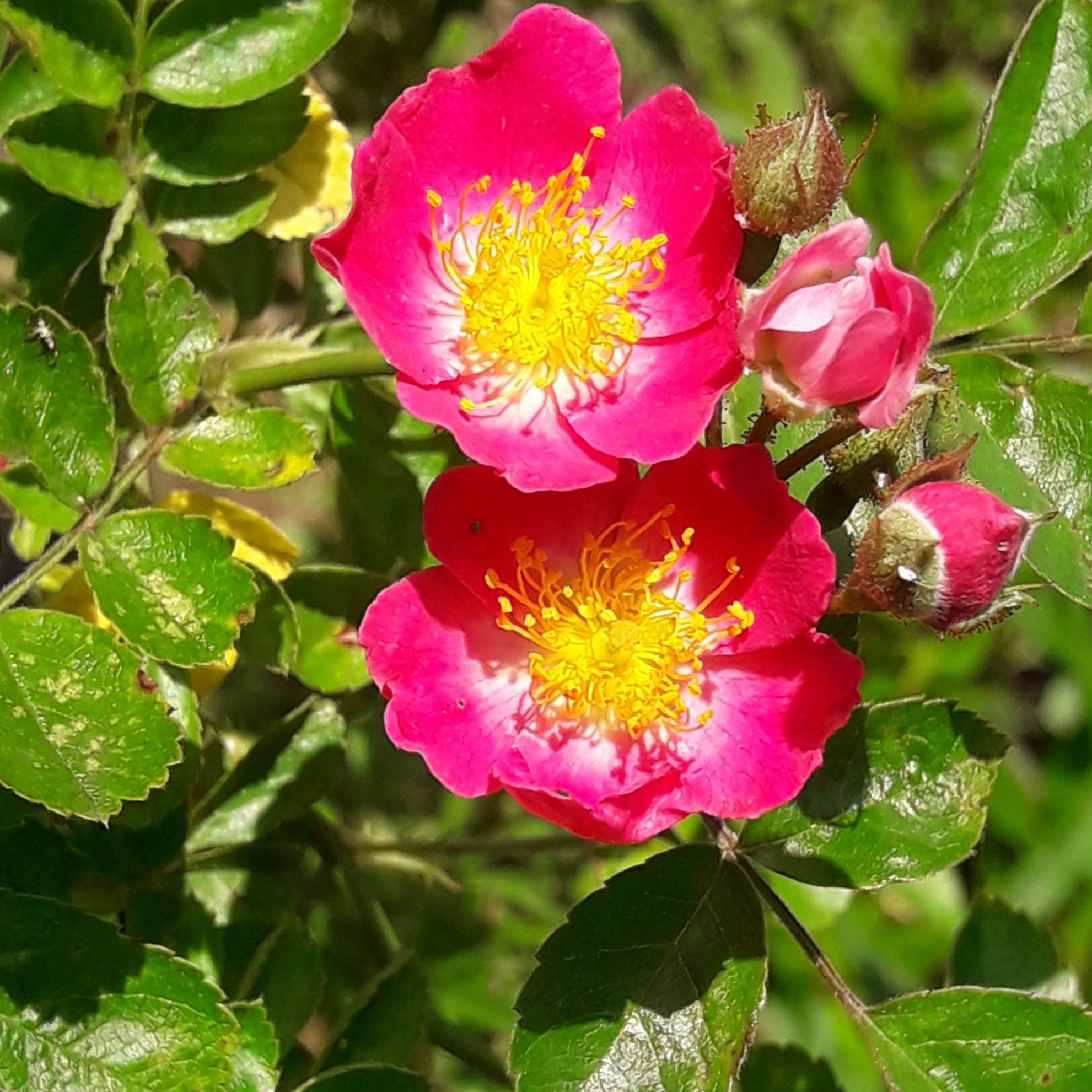 Baumschule Gold Rose Rose Maria Lisa