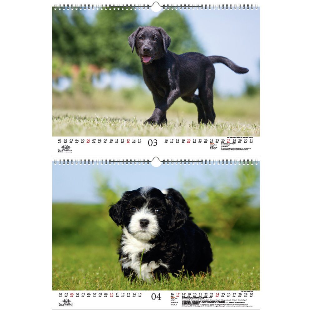 Seelenzaub Familienplaner Welpenzauber DIN A3 Kalender für 2022 Hunde Welpen 