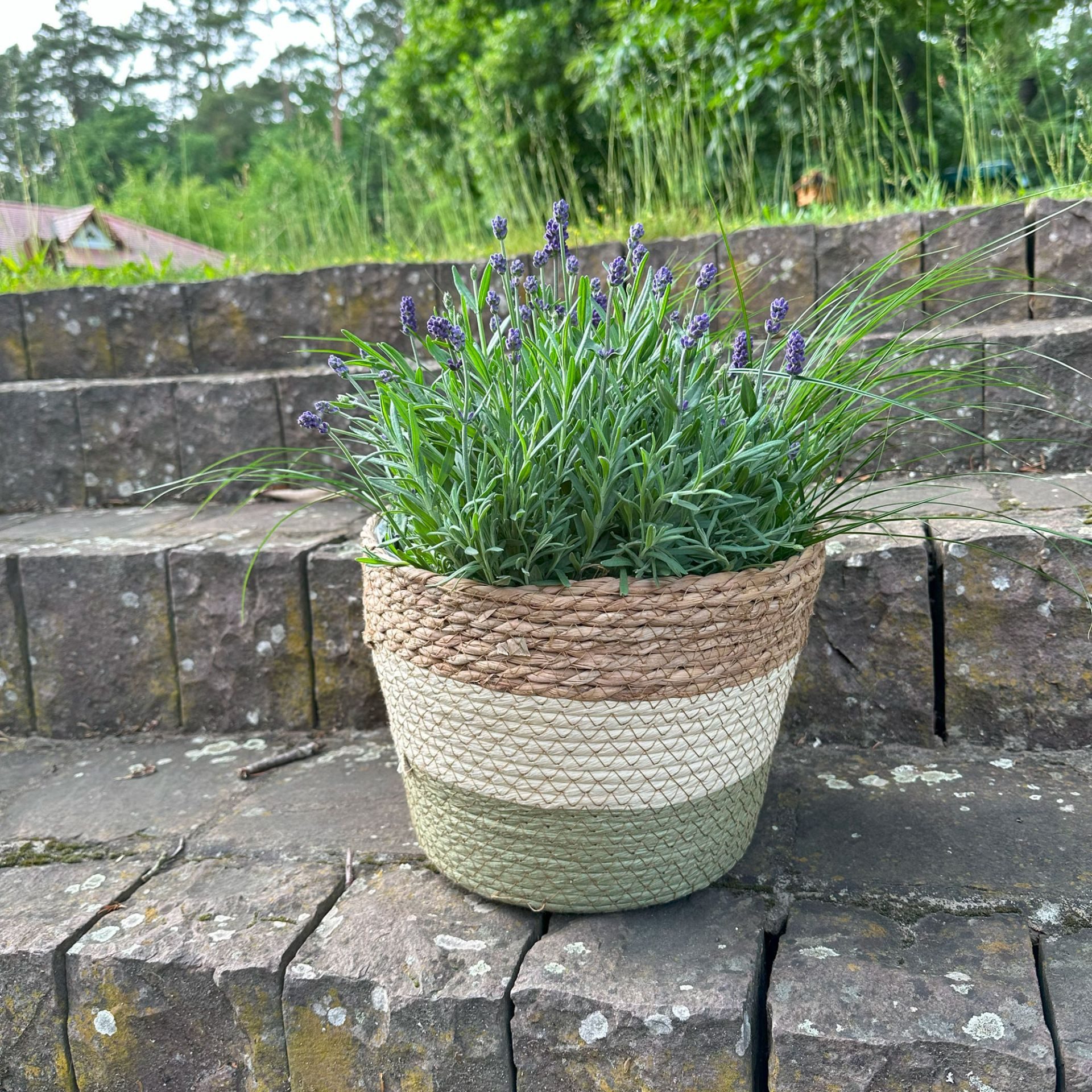Home-trends24.de Übertopf Naturfarben Blumen Übertopf Planztopf Planzer in 3 Größen wählbar (1 St)