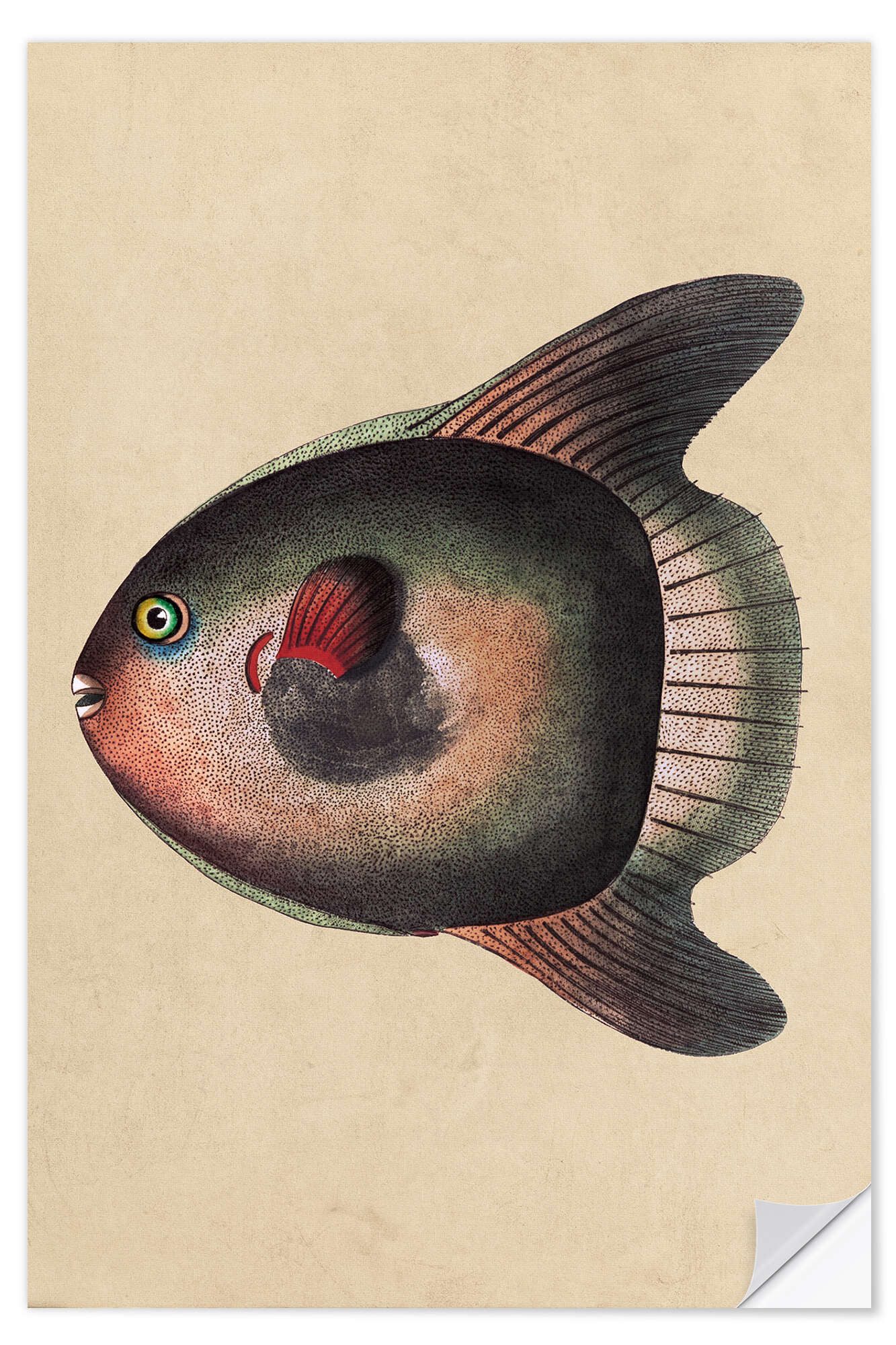 Wandbild Mondfisch, Mola Mola