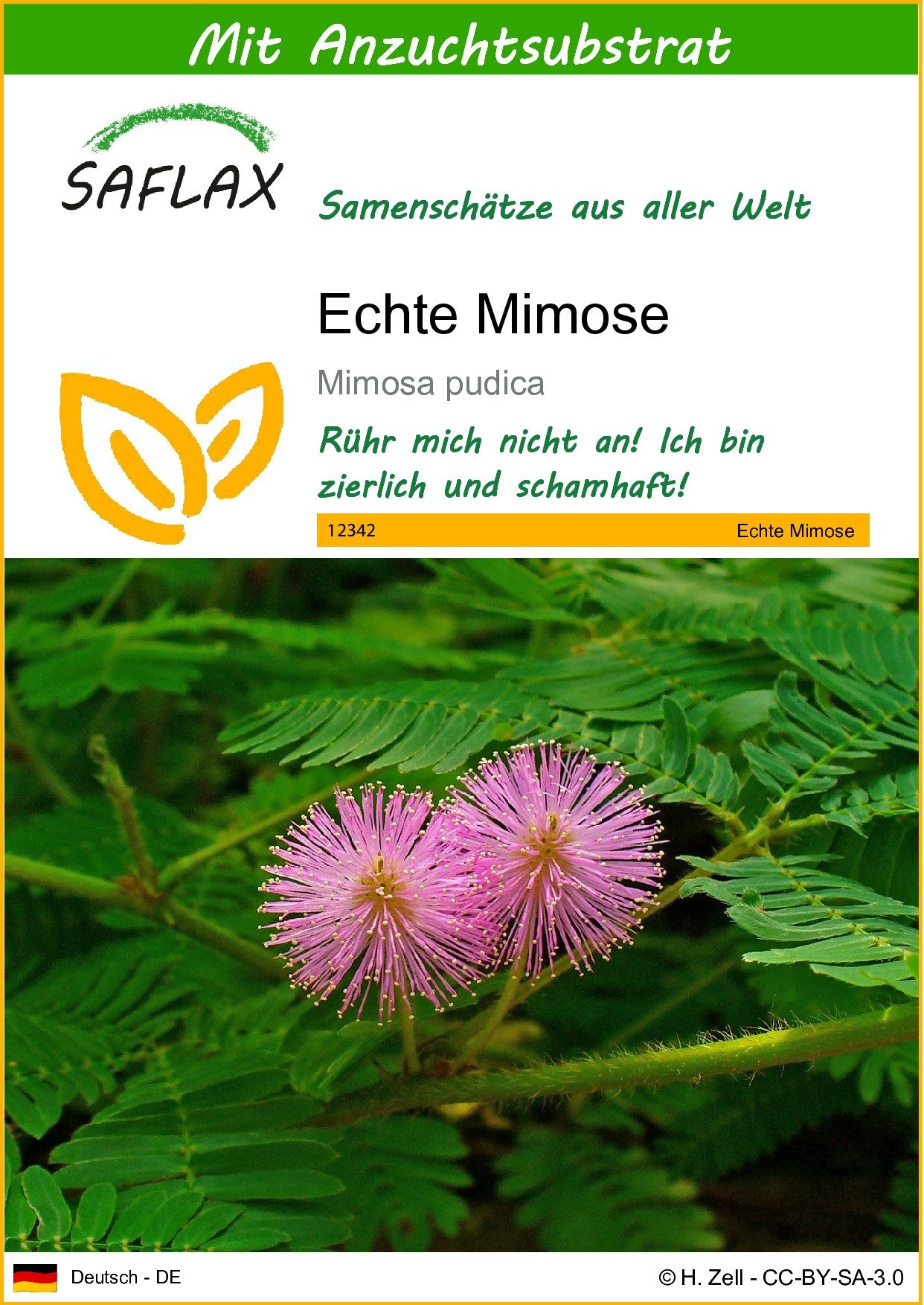 Blumensamen SAFLAX - Samen und Substrat - Echte Mimose