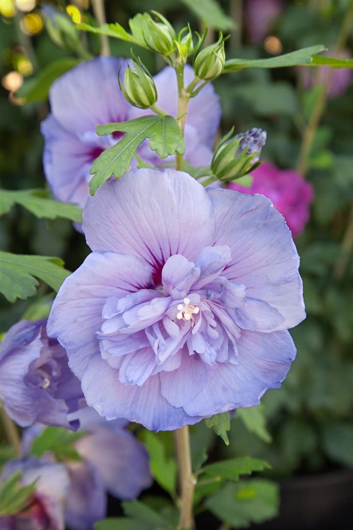 Pflanzen für Dich Gehölze Hibiscus syriacus Blue Chiffon, 1 St., Garteneibisch, Straucheibisch