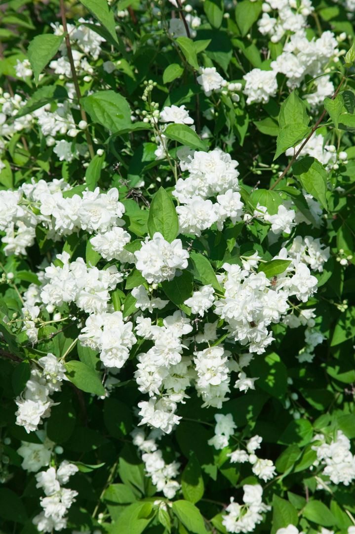 Pflanzen für Dich Gehölze Philadelphus Bouquet Blanc, 1 St., Pfeifenstrauch, Bauernjasmin
