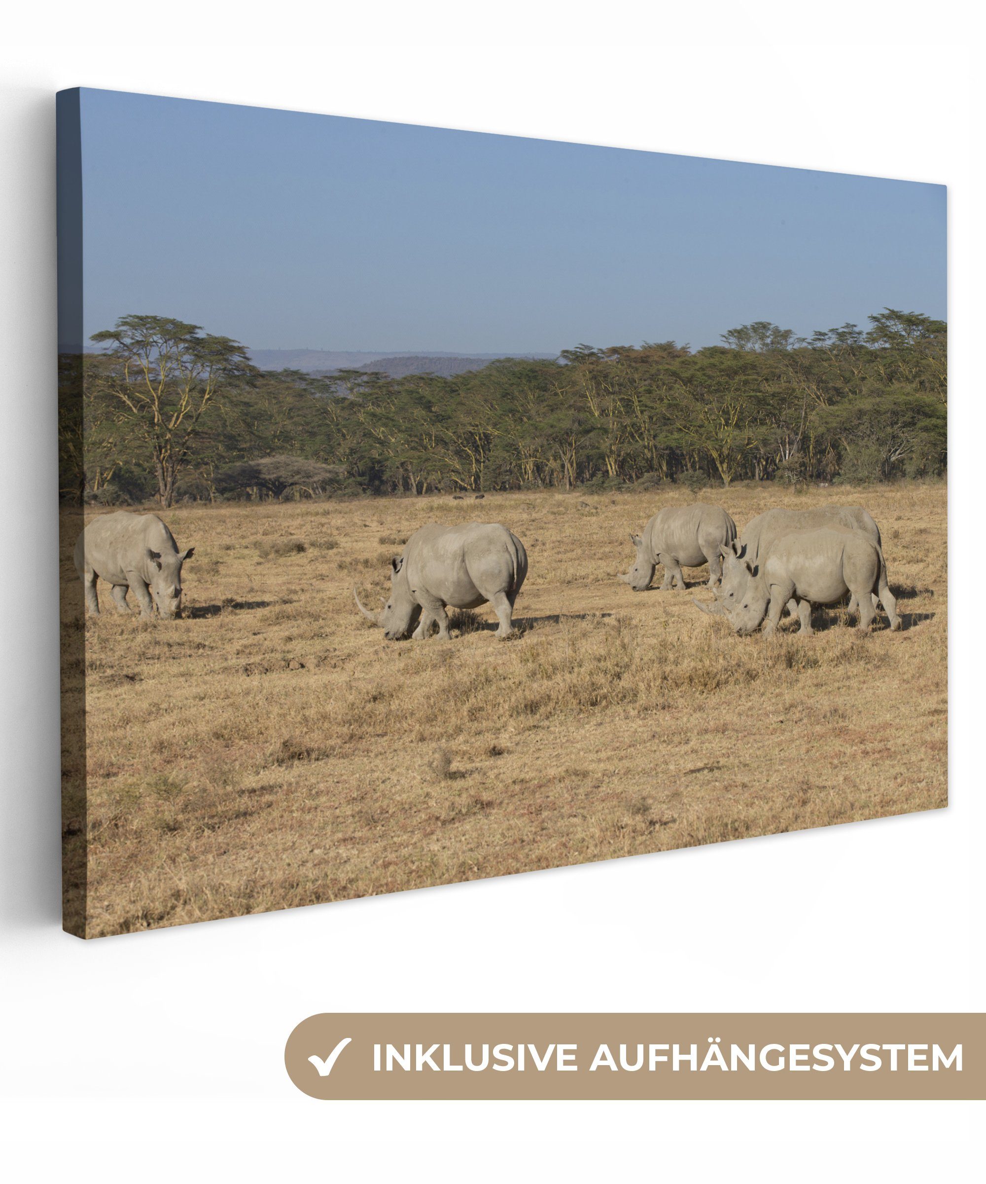 OneMillionCanvasses® Leinwandbild Nashörner - Weiden - Safari, (1 St), Wandbild Leinwandbilder, Aufhängefertig, Wanddeko, 30x20 cm
