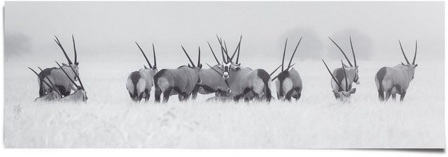 Reinders! Poster »Antilopen Herde«, (1 Stück)-Otto