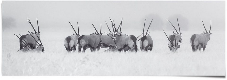 Reinders! Poster Antilopen Herde, (1 St)