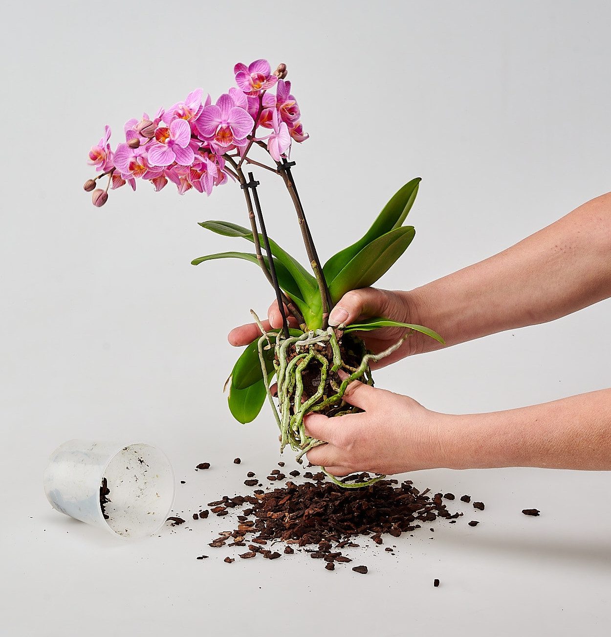 colomi Blumentopf ColomiCare Orchideentopf transparent + 1 L Orchideengranulat – Set (Spar-Set, 1x Orchideentopf 1x 1Liter Orchideengranulat)