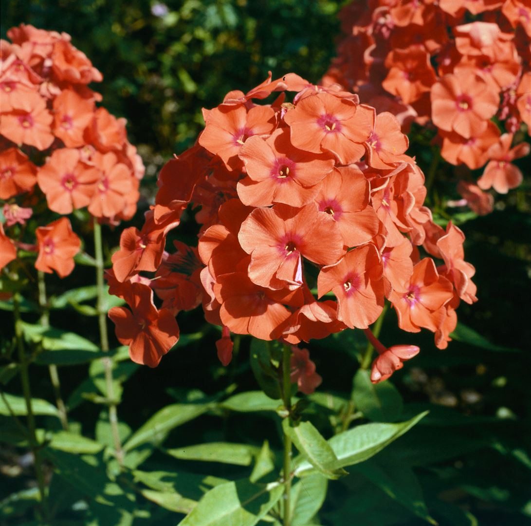Pflanzen für Dich Staude Phlox Orange Perfection, 1 St., Hoher Staudenphlox, Flammenblume