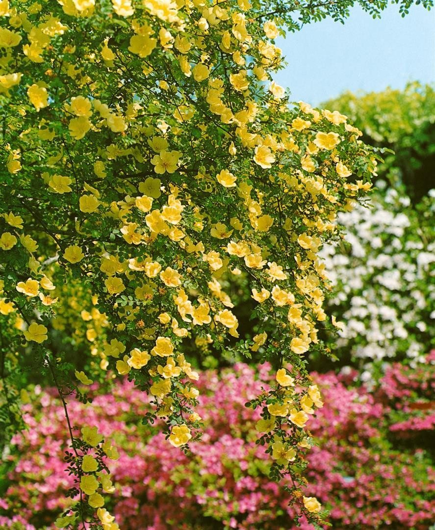 Pflanzen für Dich Rose Rosa Frühlingsgold