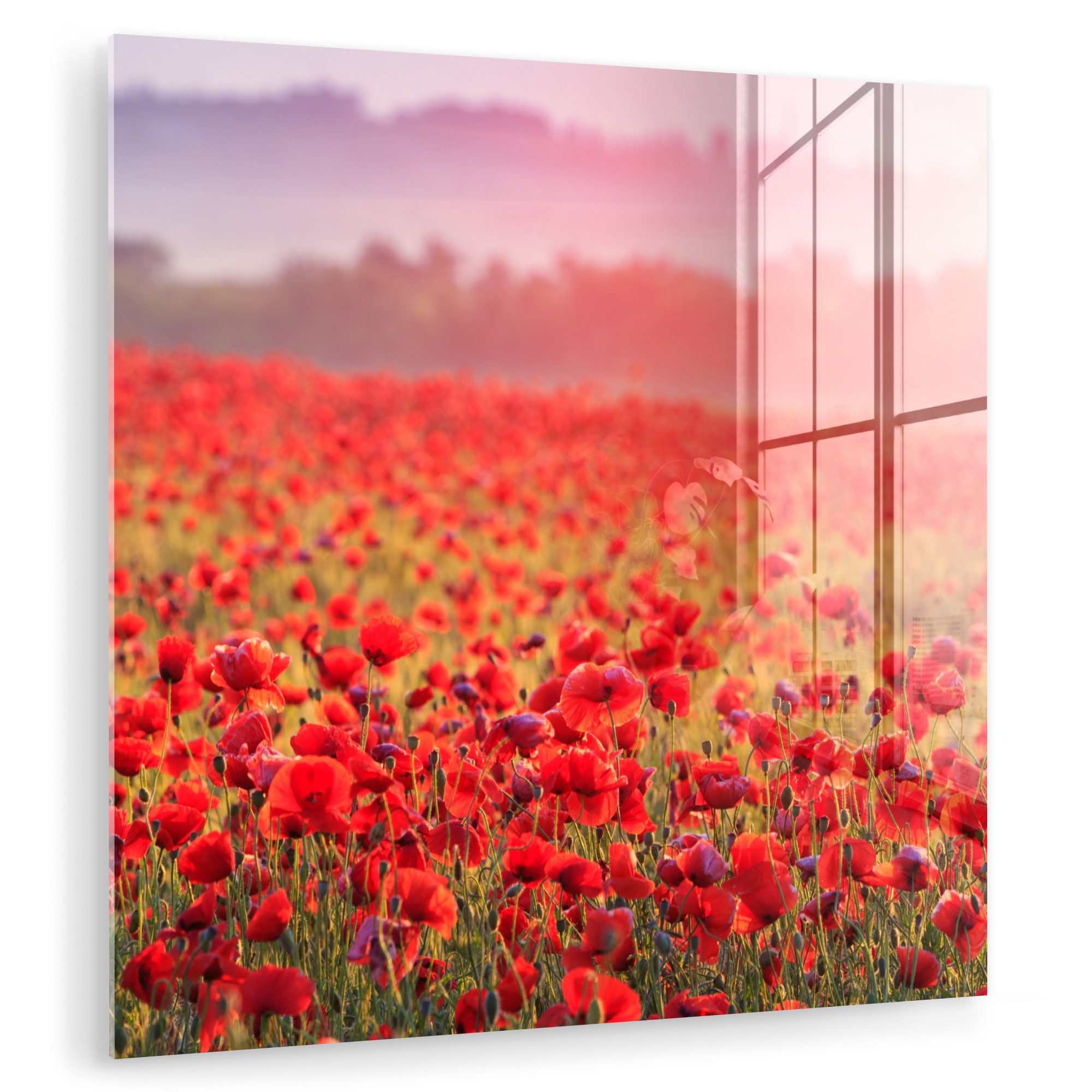 MuchoWow Acrylglasbild Blumen - Mohn - günstig online kaufen