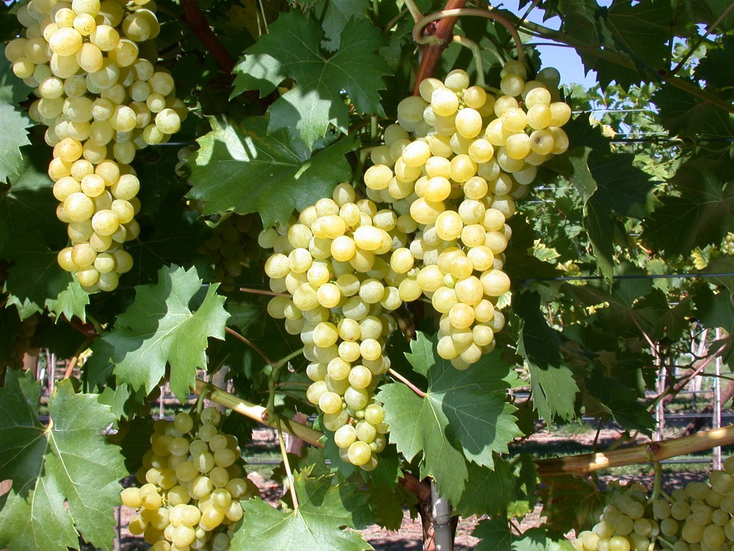 Pflanzen für Dich Obstpflanze Vitis vinifera Phönix, 1 St., Phönix-Rebe, Weinrebe, kernlos, pilzresistent