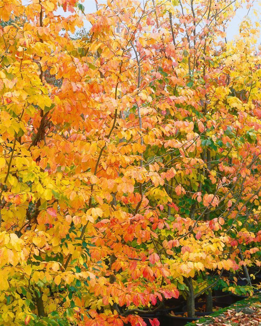 Pflanzen für Dich Baum Parrotia persica, 1 St., Eisenholzbaum, Persischer Eisenholzbaum, herbstfärbung, schirmförmig