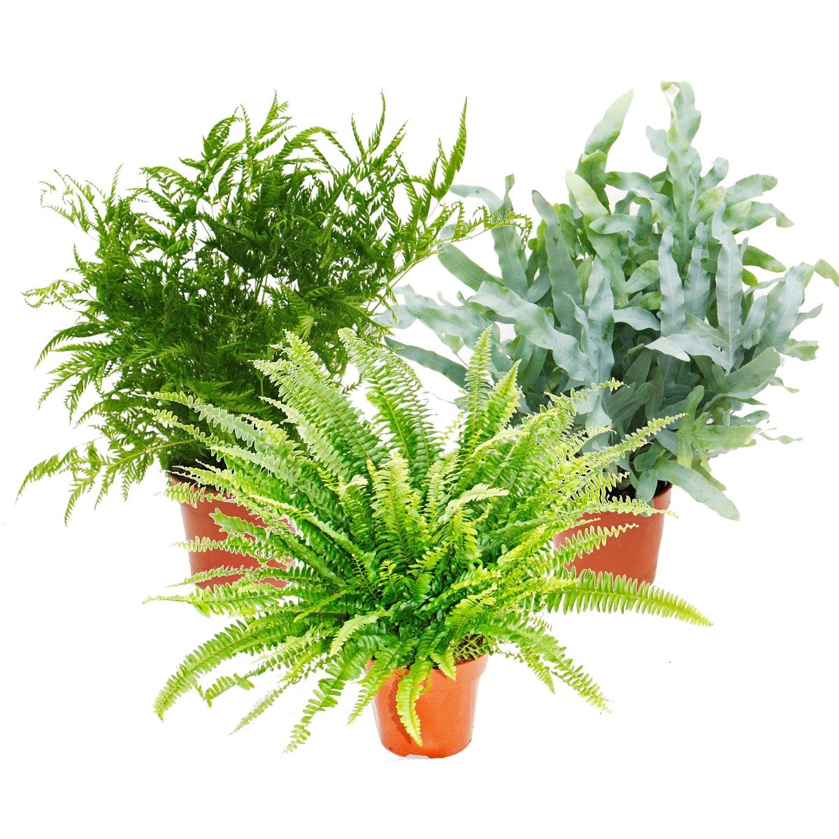 Exotenherz Zimmerpflanze Farn-Mix, 3er Set, 17cm Topf