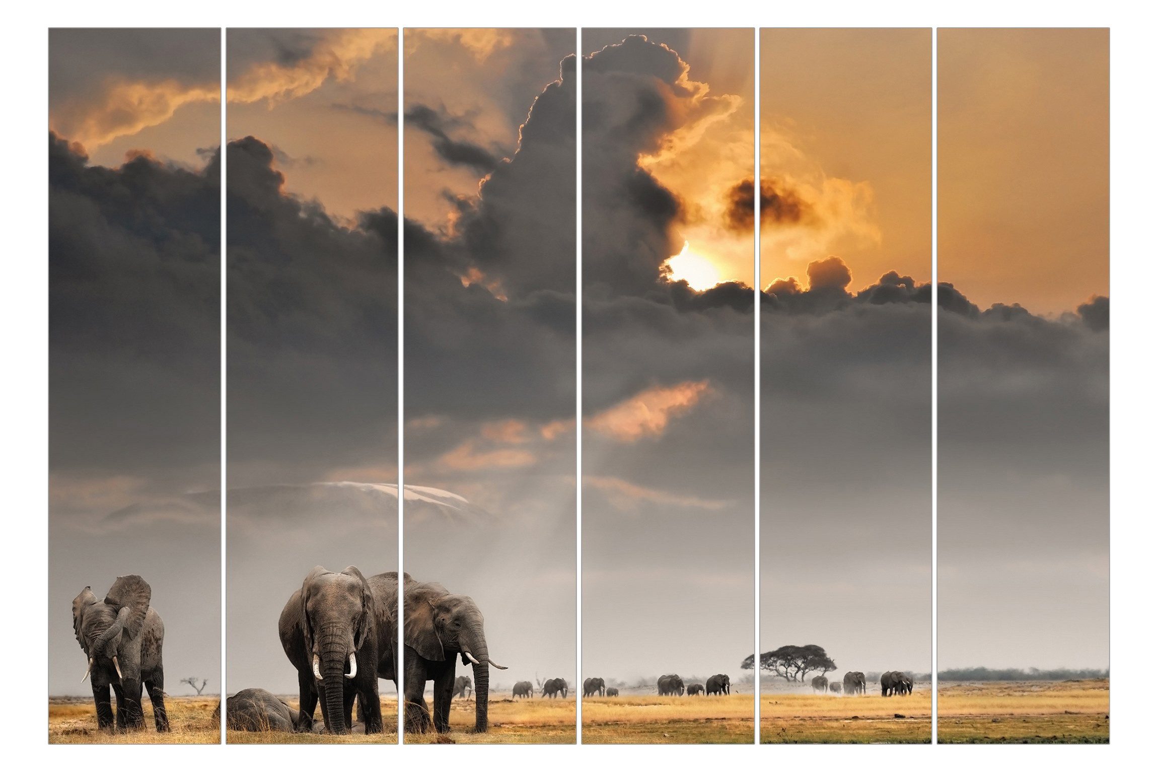 Bilderdepot24 Schiebegardine modern Flächenvorhang blickdicht Elefanten günstig online kaufen