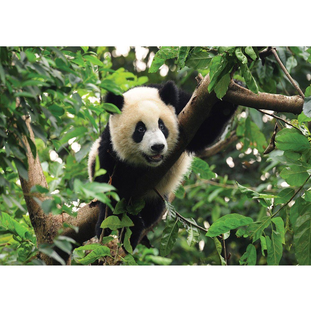 liwwing Fototapete Fototapete Tier Panda Bär Baum Fell Kinderzimmer Zoo Dschungel liwwing no. 986, Tiere