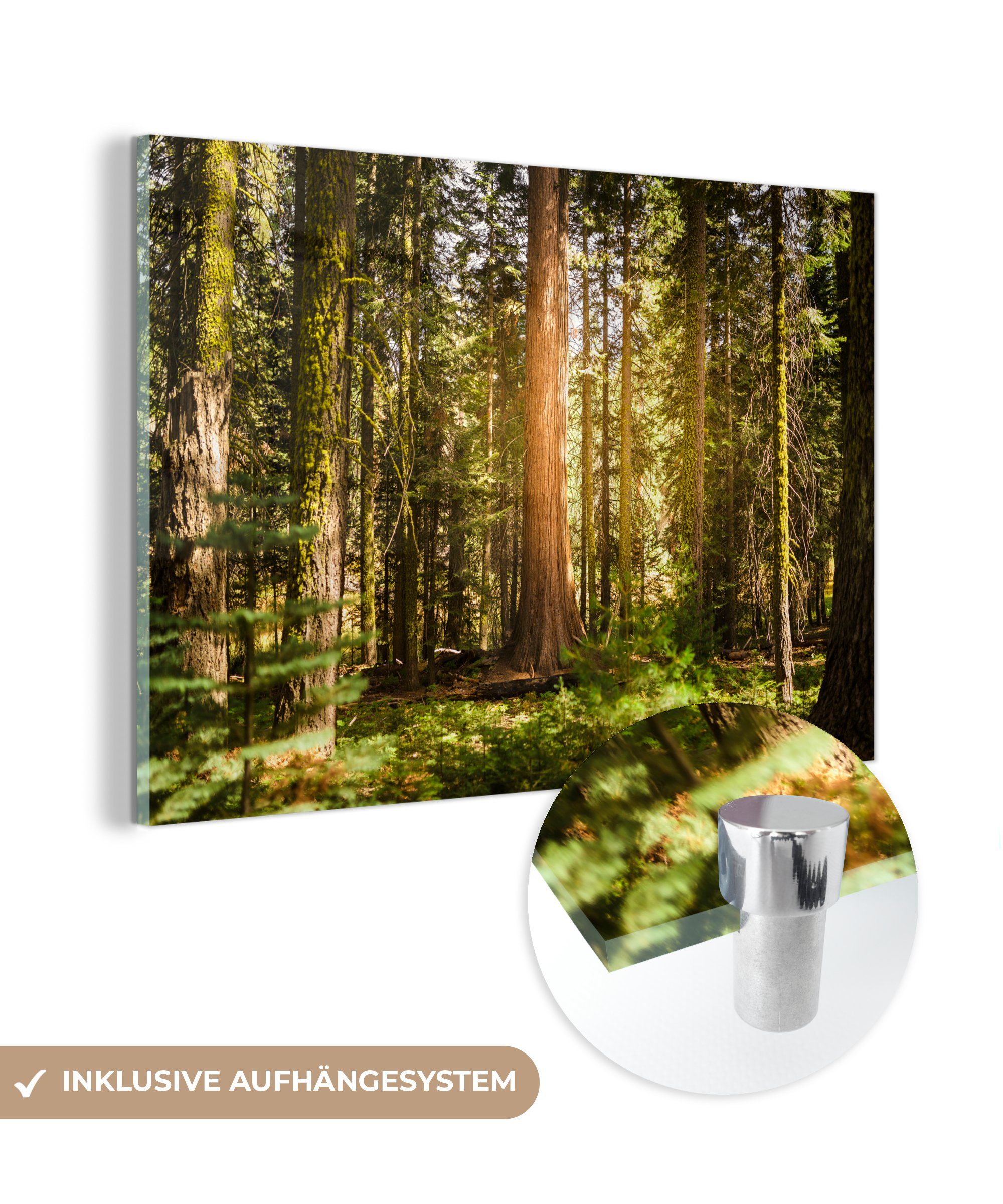 MuchoWow Acrylglasbild Sonnenstrahlen entlang der Bäume im Sequoia National Park in den, (1 St), Acrylglasbilder Wohnzimmer & Schlafzimmer