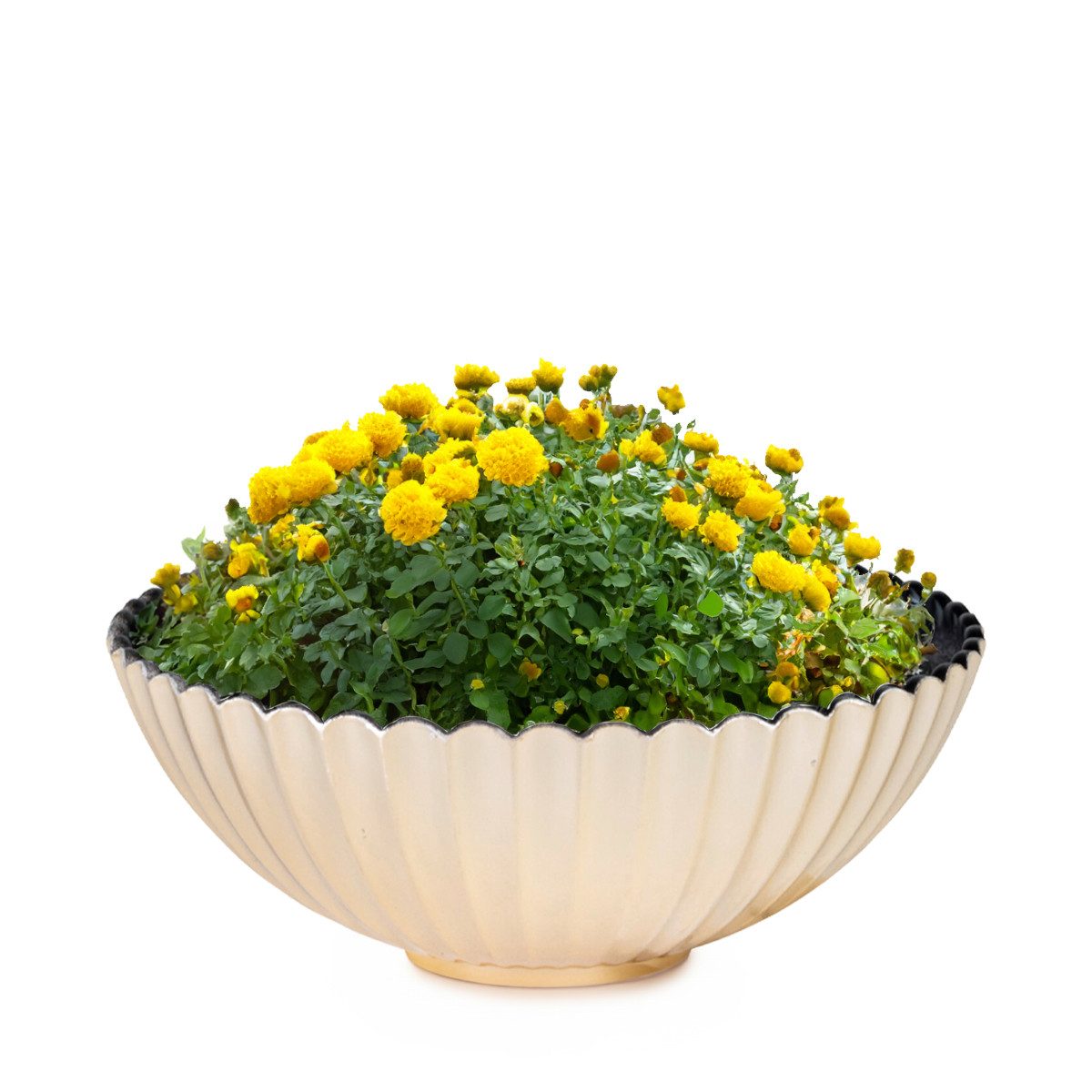 matches21 HOME & HOBBY Blumentopf Dekoschale runde Pflanzschale für drausse günstig online kaufen