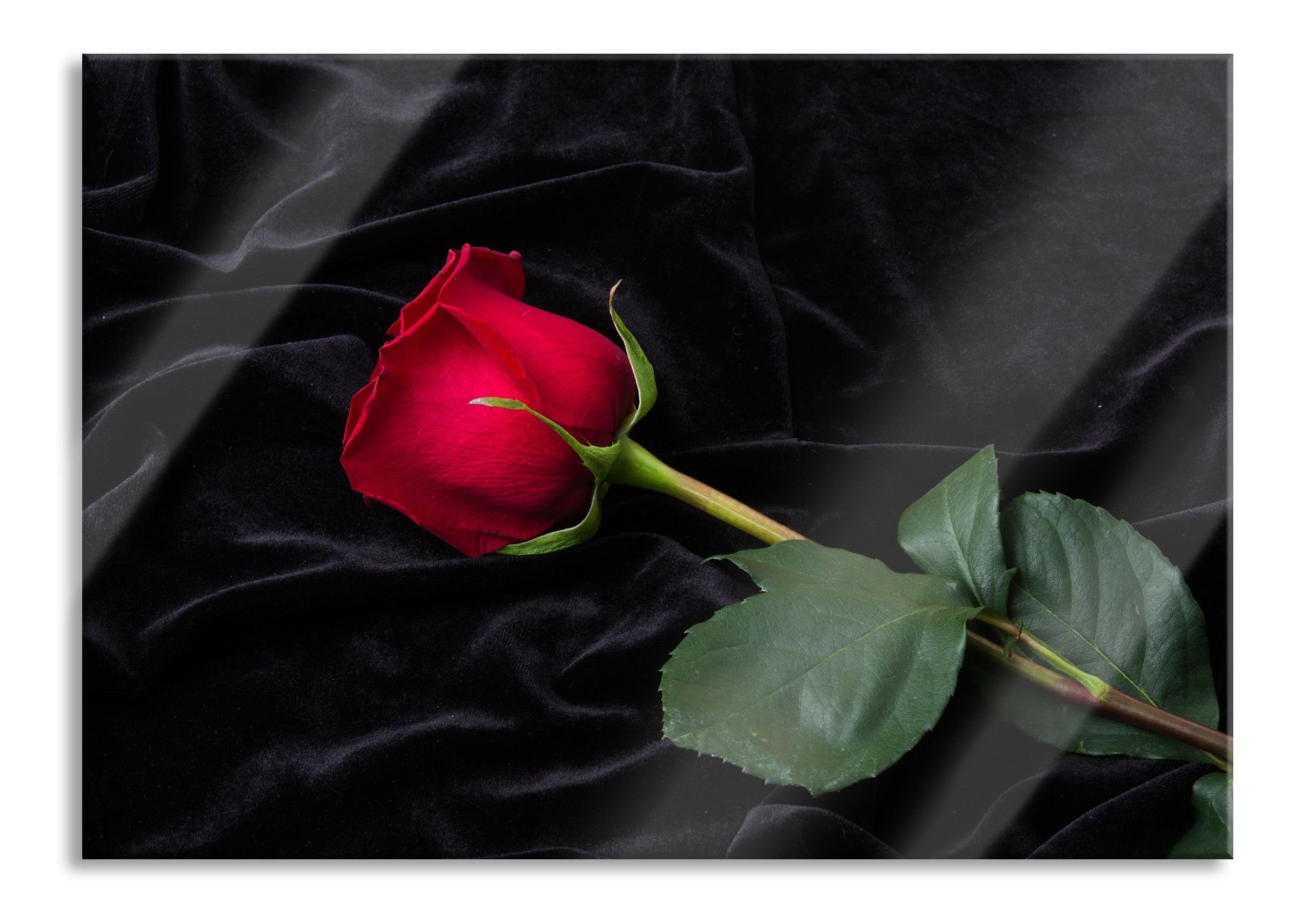Glasbild Rose
