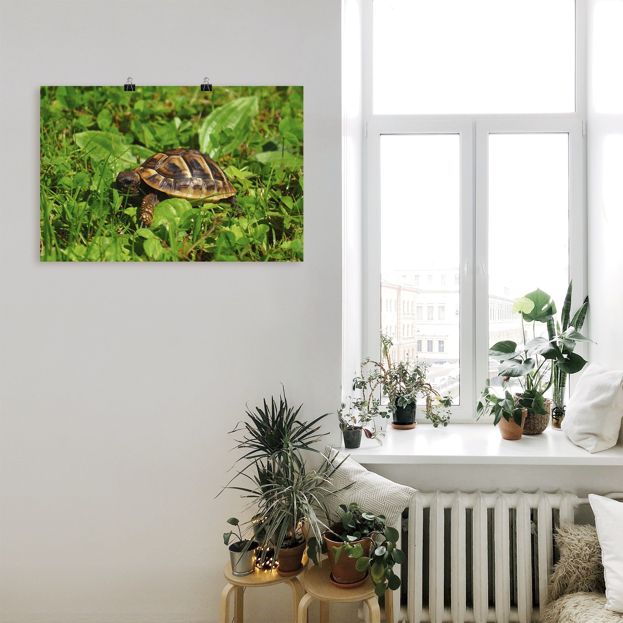 Alubild, Poster Leinwandbild, versch. St), Artland Landschildkröten (1 Griechische Baby, Reptilien oder Wandbild als Größen Wandaufkleber in