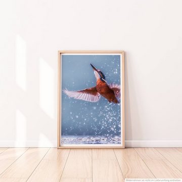 Sinus Art Poster Tierfotografie  Eisvogel bei der Jagd 60x90cm Poster