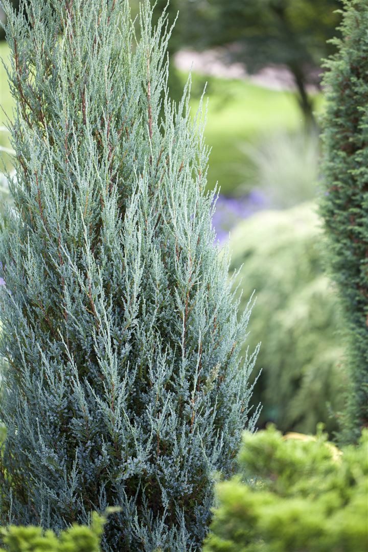 Pflanzen für Dich Konifere Juniperus scop. Blue Arrow, 1 St., Felsengebirgs-Wacholder, Säulenwacholder, blaugrün, säulenförmig – Bild 2 von 5