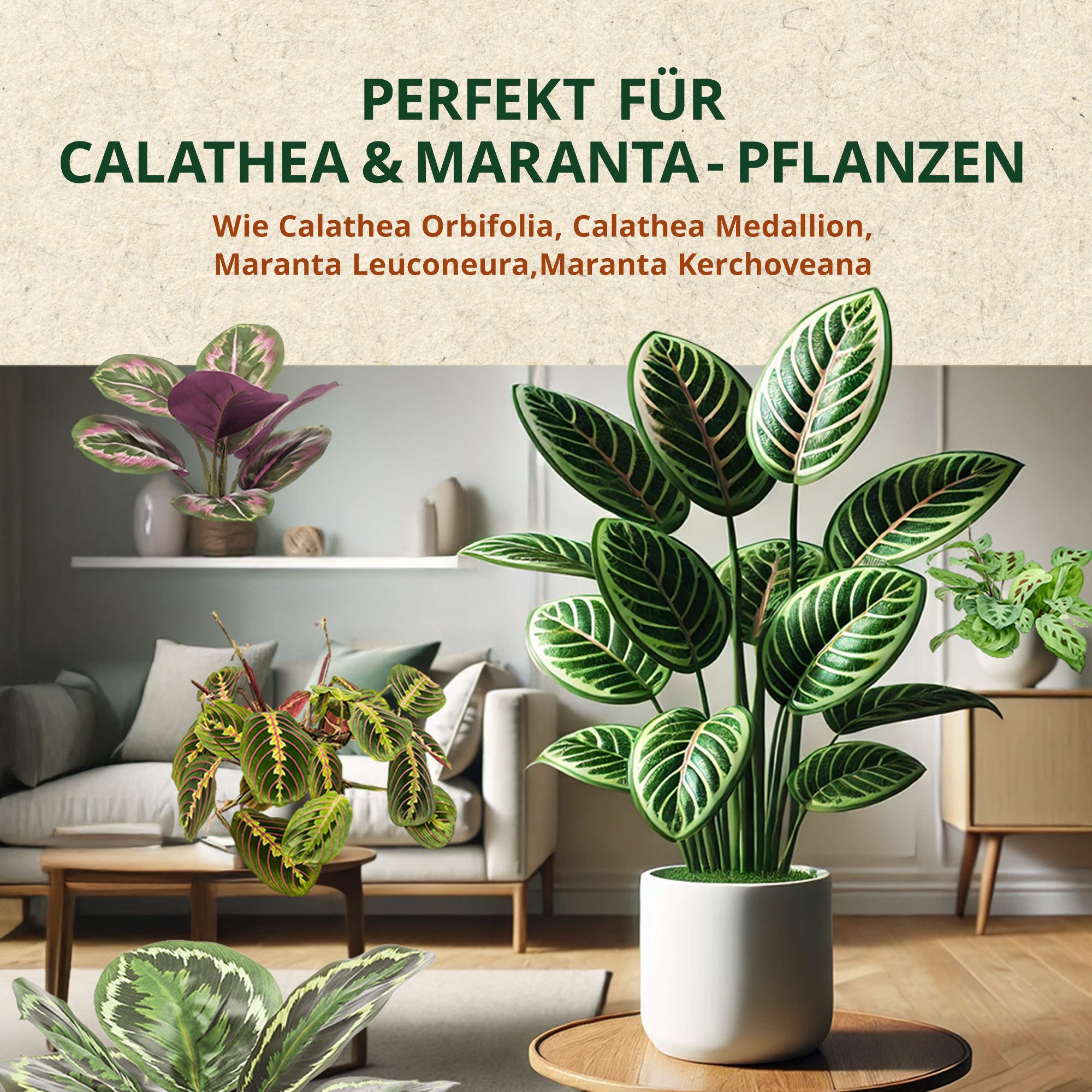OraGarden Gartenbau-Substrat Calathea & Maranta Erde, mit Wurmhumus – Bild 5 von 5