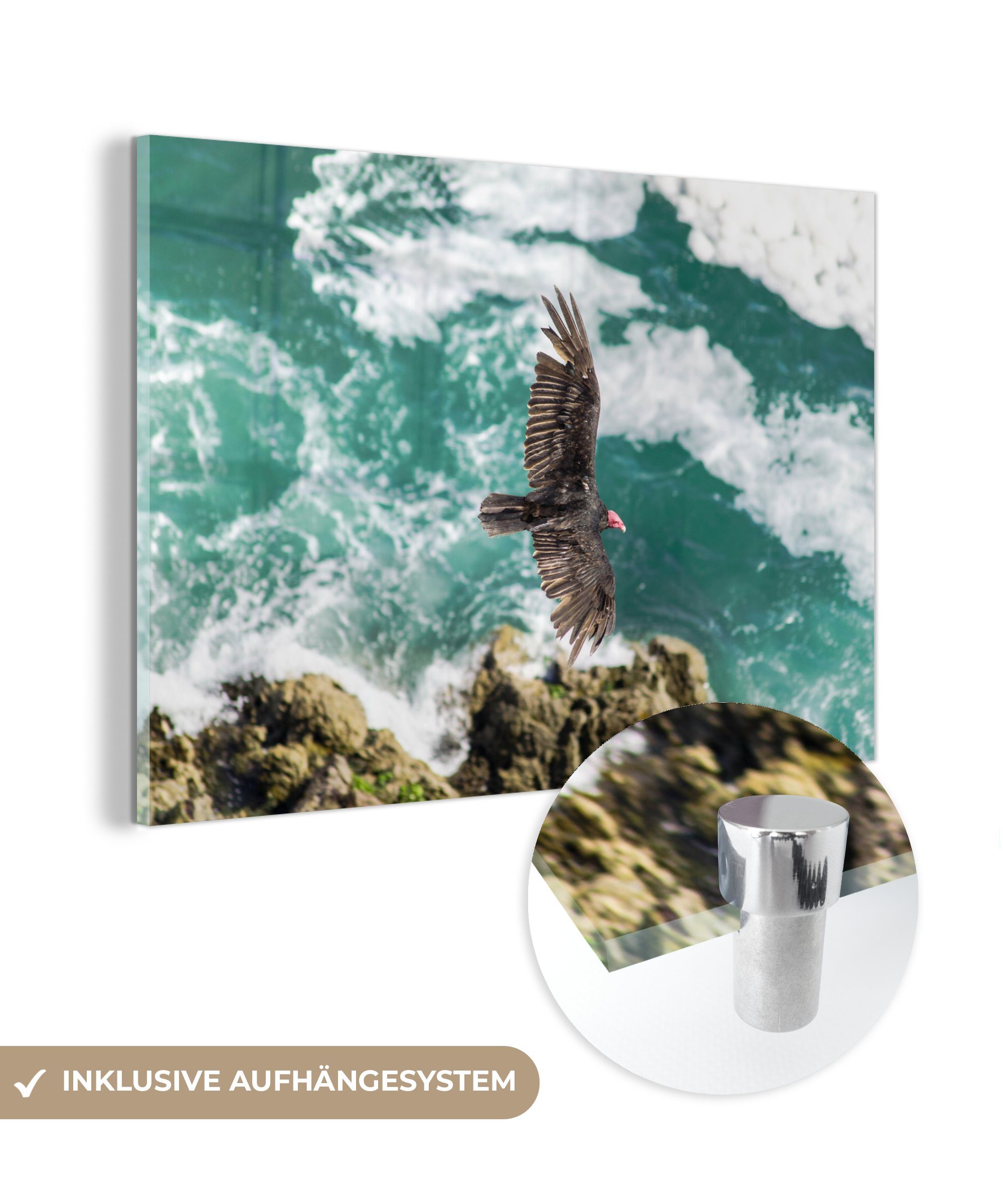 MuchoWow Acrylglasbild Tiere - Raubvögel - Wasser, (1 St), Acrylglasbilder Wohnzimmer & Schlafzimmer