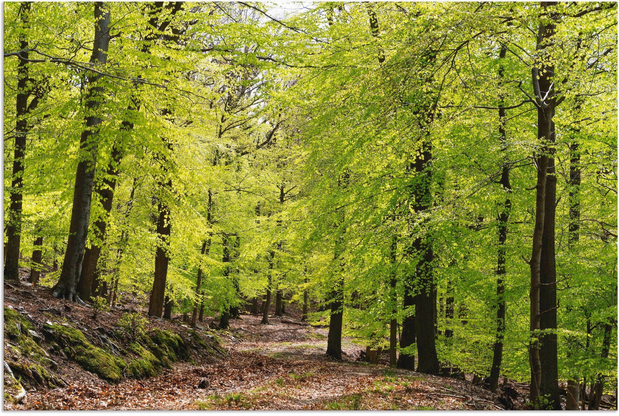 versch. Wald oder im (1 Buchen Wandaufkleber in Poster Artland Größen Leinwandbild, als Wandbild Die Alubild, St), Frühling,