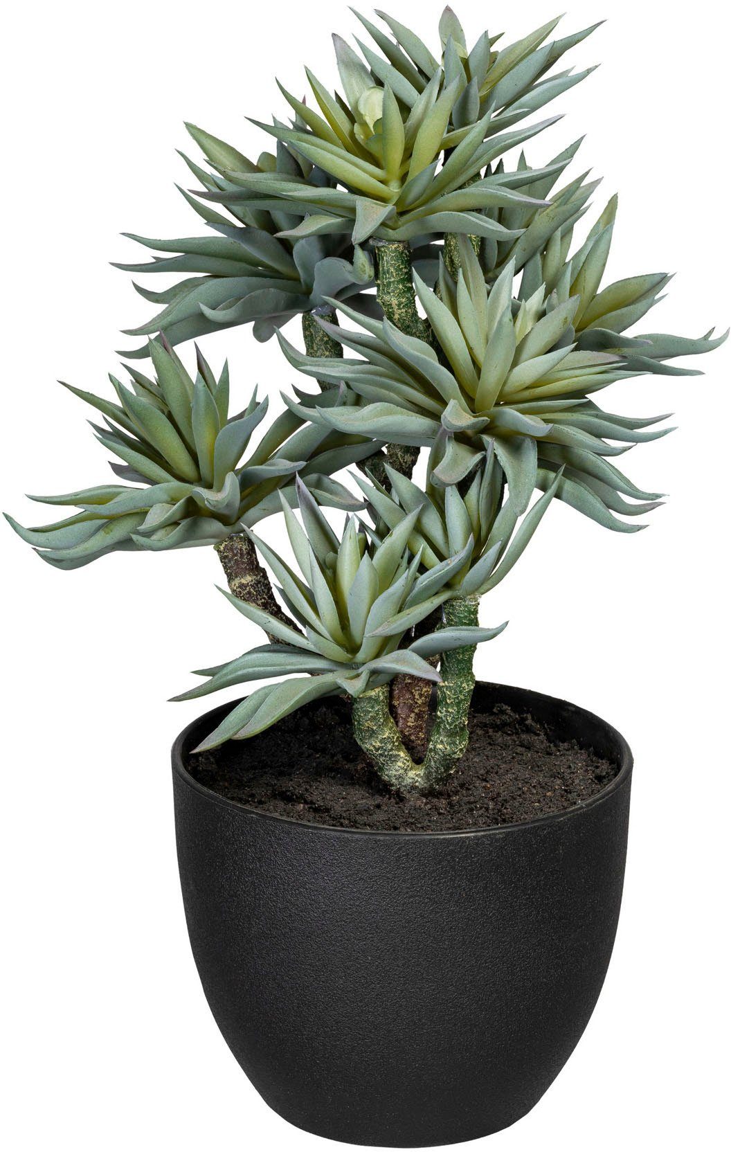 Künstliche Zimmerpflanze Sukkulenten auf Stamm Sukkulente, Creativ green, H günstig online kaufen