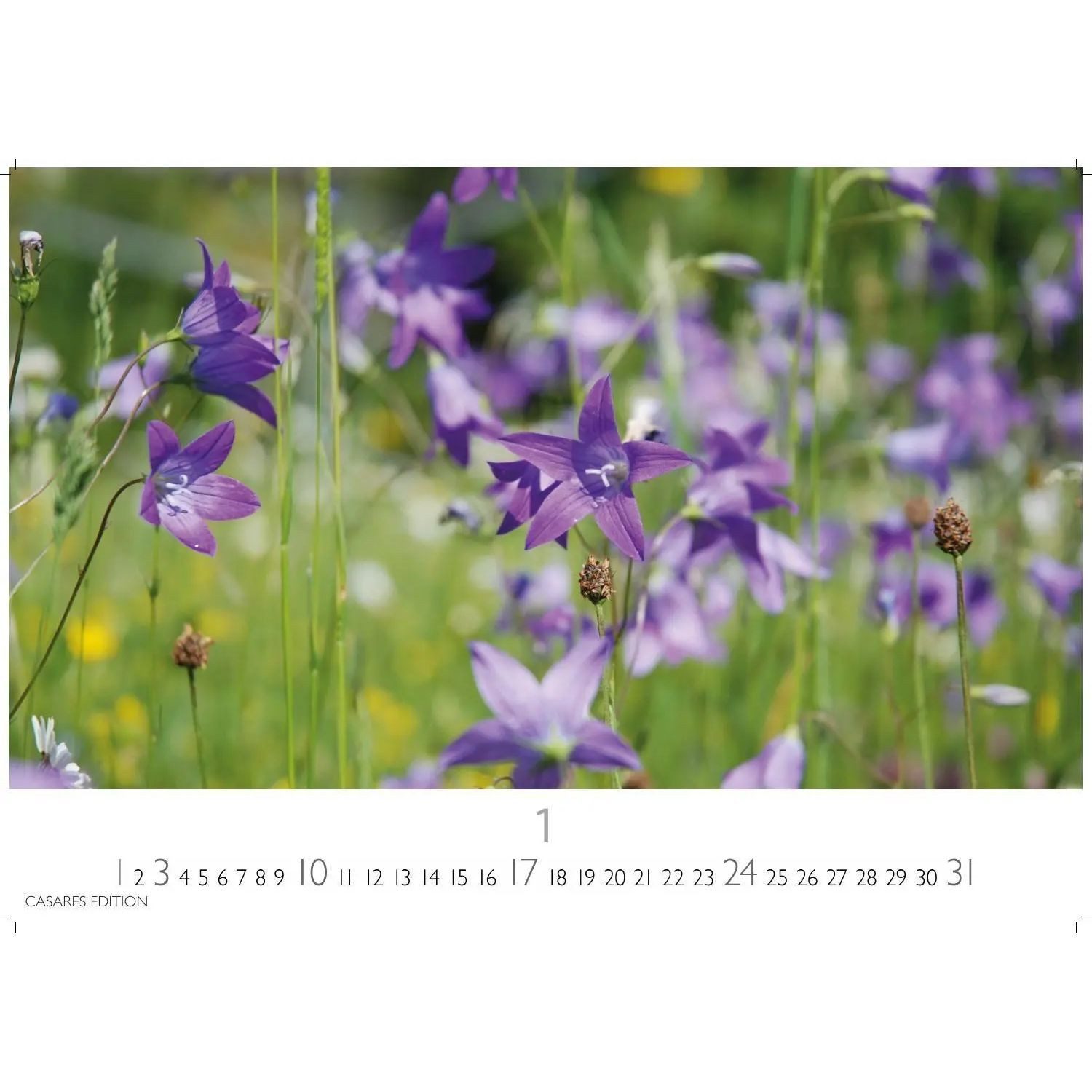 Wandkalender Blumenwiese Kalender 2027 - Wandkalender, Fotokalender...