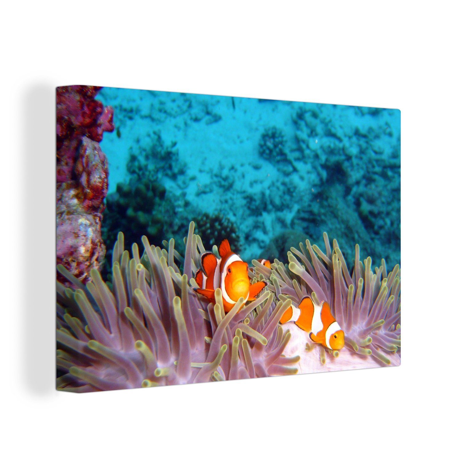 OneMillionCanvasses® Leinwandbild Clown - Fisch - Nemo, (1 St), Wandbild Leinwandbilder, Aufhängefertig, Wanddeko, 30x20 cm