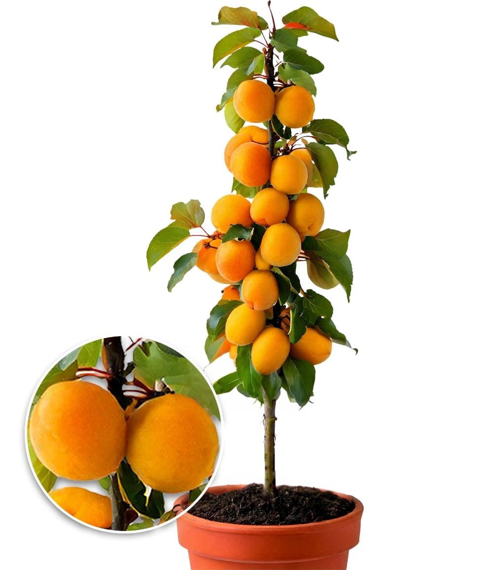 BALDUR Garten Obstpflanze Säulen-Aprikose, 1 St., Zwergmarillenbaum,winterhart, mehrjährig, essbar