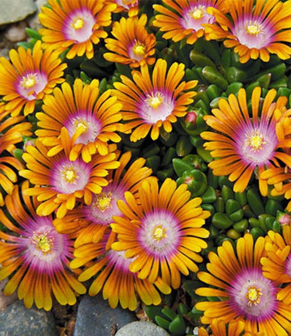 BALDUR Garten Bodendecker Delosperma 'Fire Spinner®', 9 St., Mittagsblume, winterhart, mehrjährig, pflegeleicht