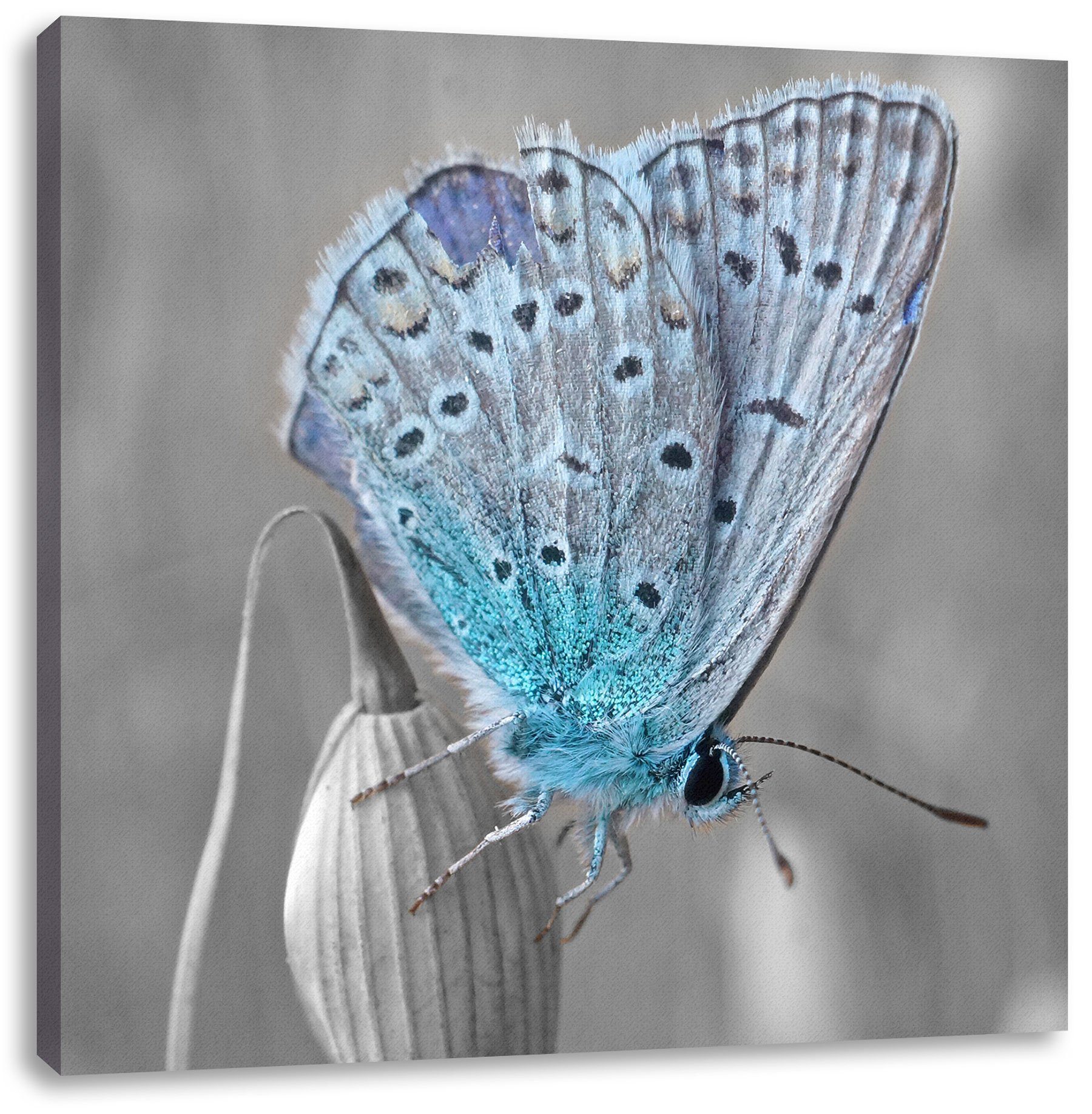 bespannt, blauer Schmetterling, fertig wunderschöner inkl. Pixxprint St), Leinwandbild wunderschöner Zackenaufhänger Schmetterling blauer (1 Leinwandbild