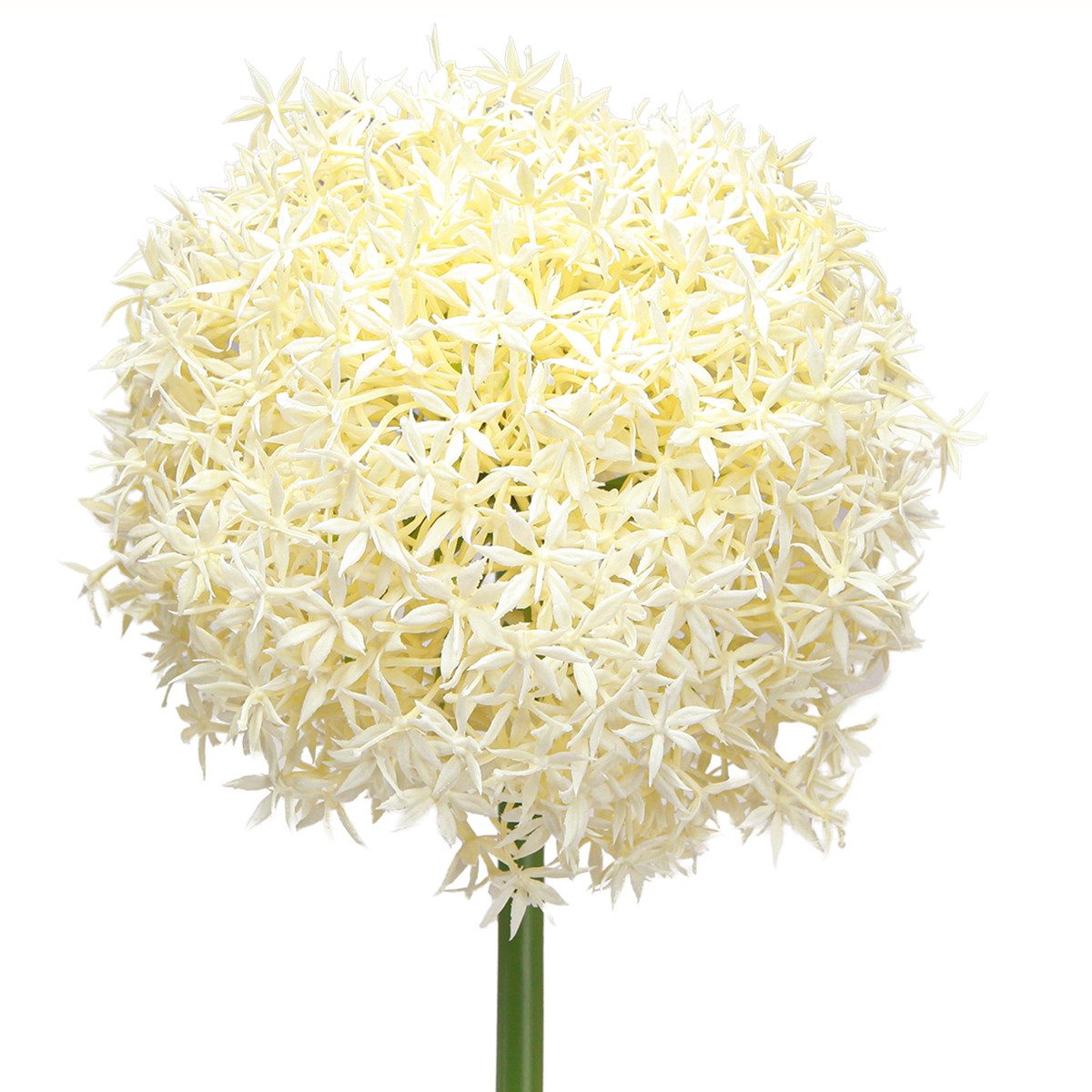Kunstblume Künstlicher Allium Creme Weiß Deko Ø18cm L90cm, Florists Products, Höhe 18 cm