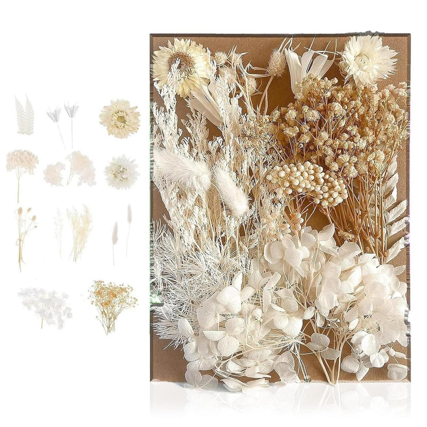Trockenblume Getrocknete Blumen Weiß Klein DIY Basteln Deko, LuxusKollektion, Höhe 1 cm