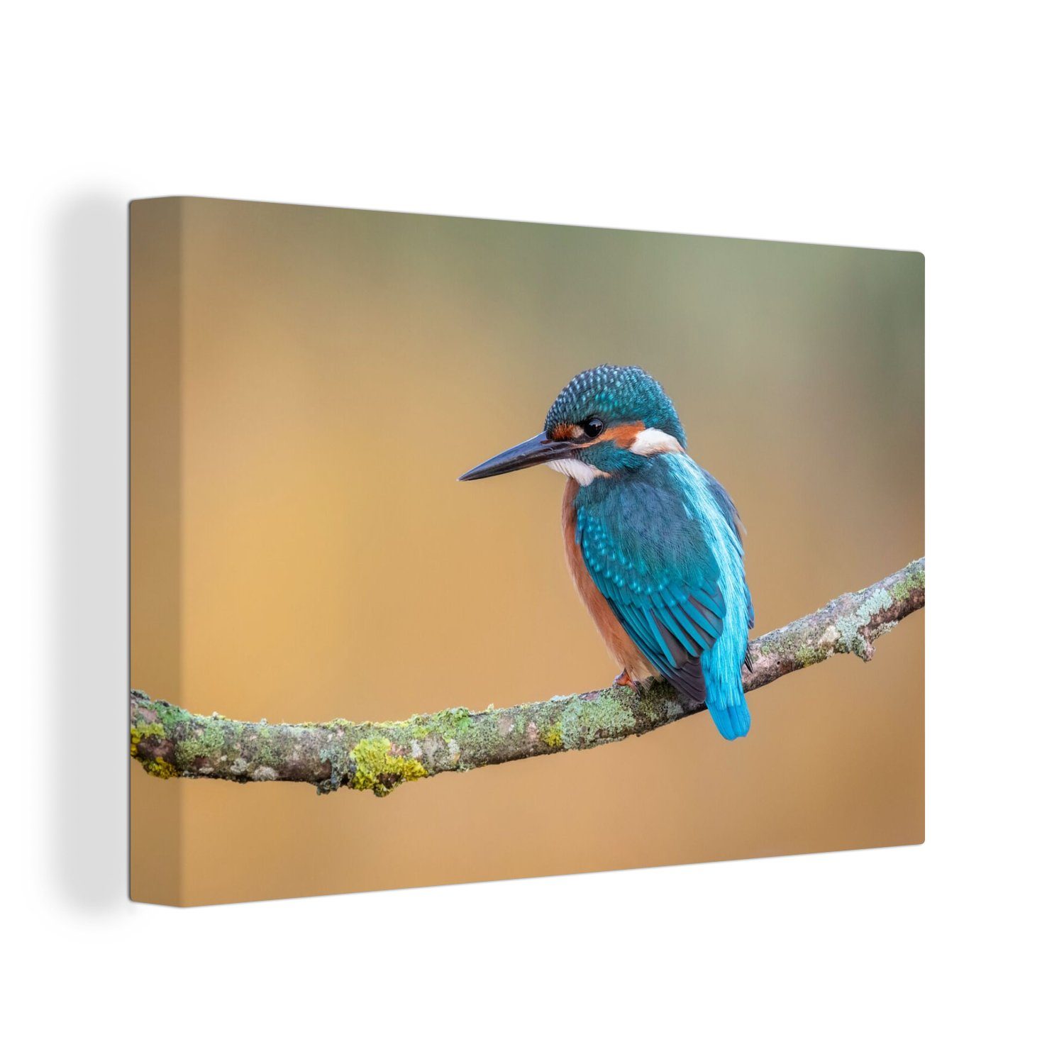 OneMillionCanvasses® Leinwandbild Vogel - Eisvogel - Tiere - Zweig, Fotodru günstig online kaufen