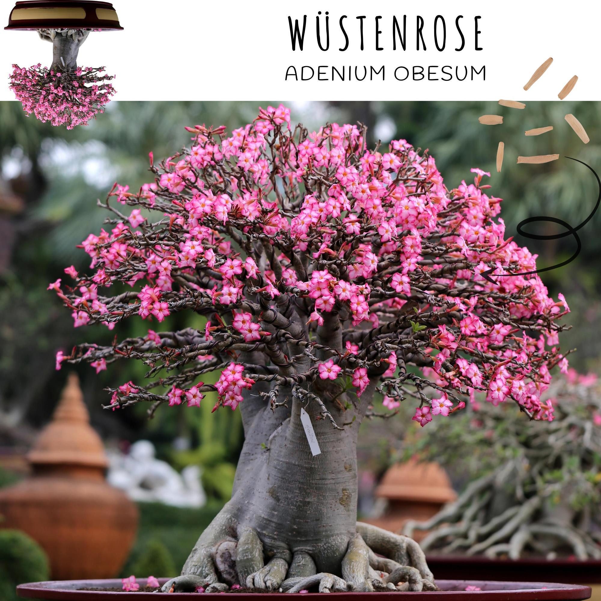 HappySeed Blumensamen Außergewöhnliche Bonsai Samen mit hoher Keimrate - 5er Set inkl. eBook, Bonsai – Bild 5 von 5