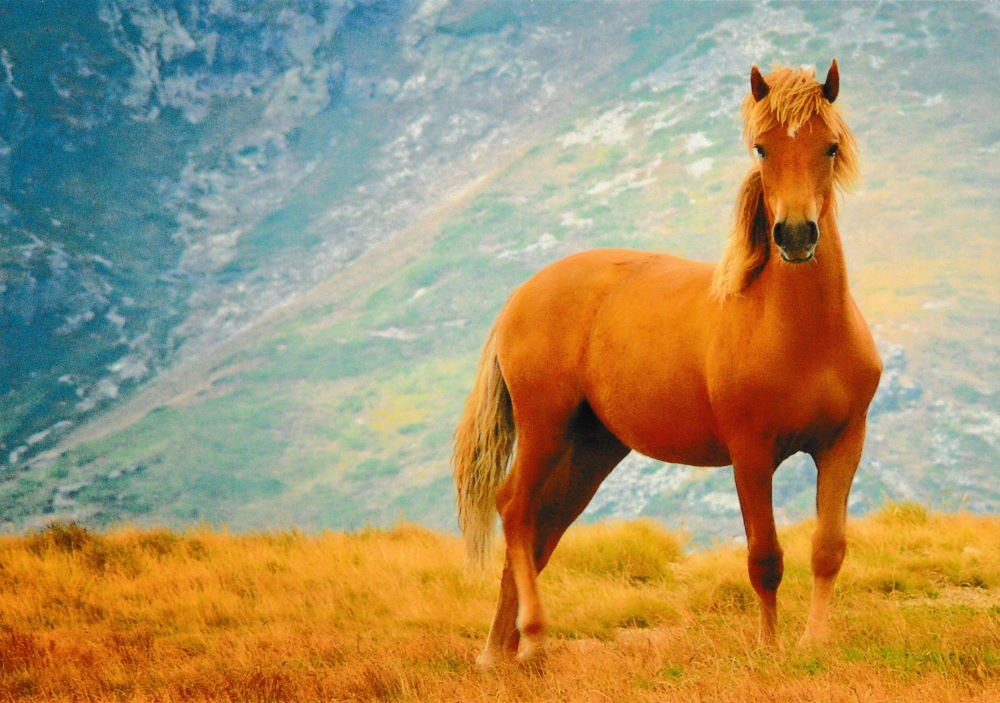 Pferde-Motiven 24 "Pferde edlen Postkarte Horses * * nbuch mit Chevaux"