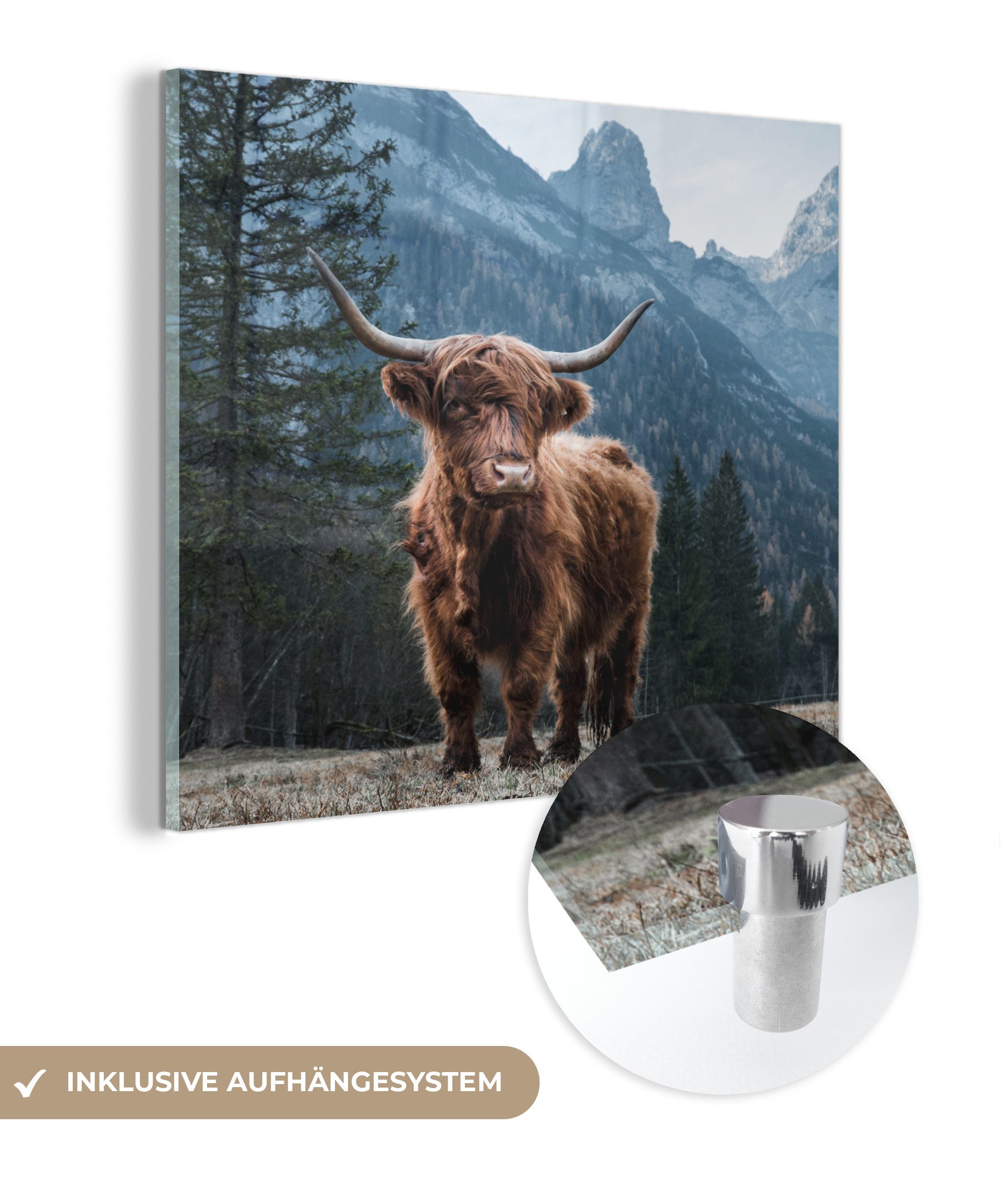 MuchoWow Acrylglasbild Schottische Highlander - Berg günstig online kaufen