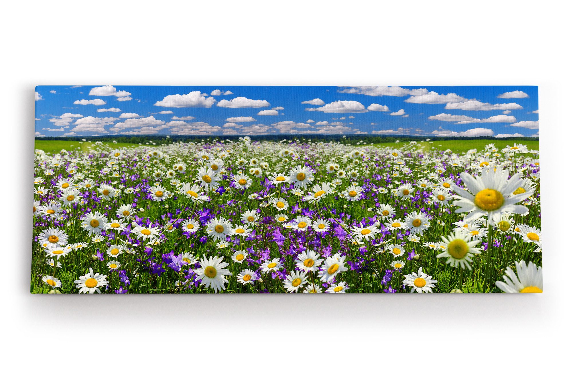 Leinwandbild Gänseblümchen Blumenwiese Wiese Sommer Wildblumen