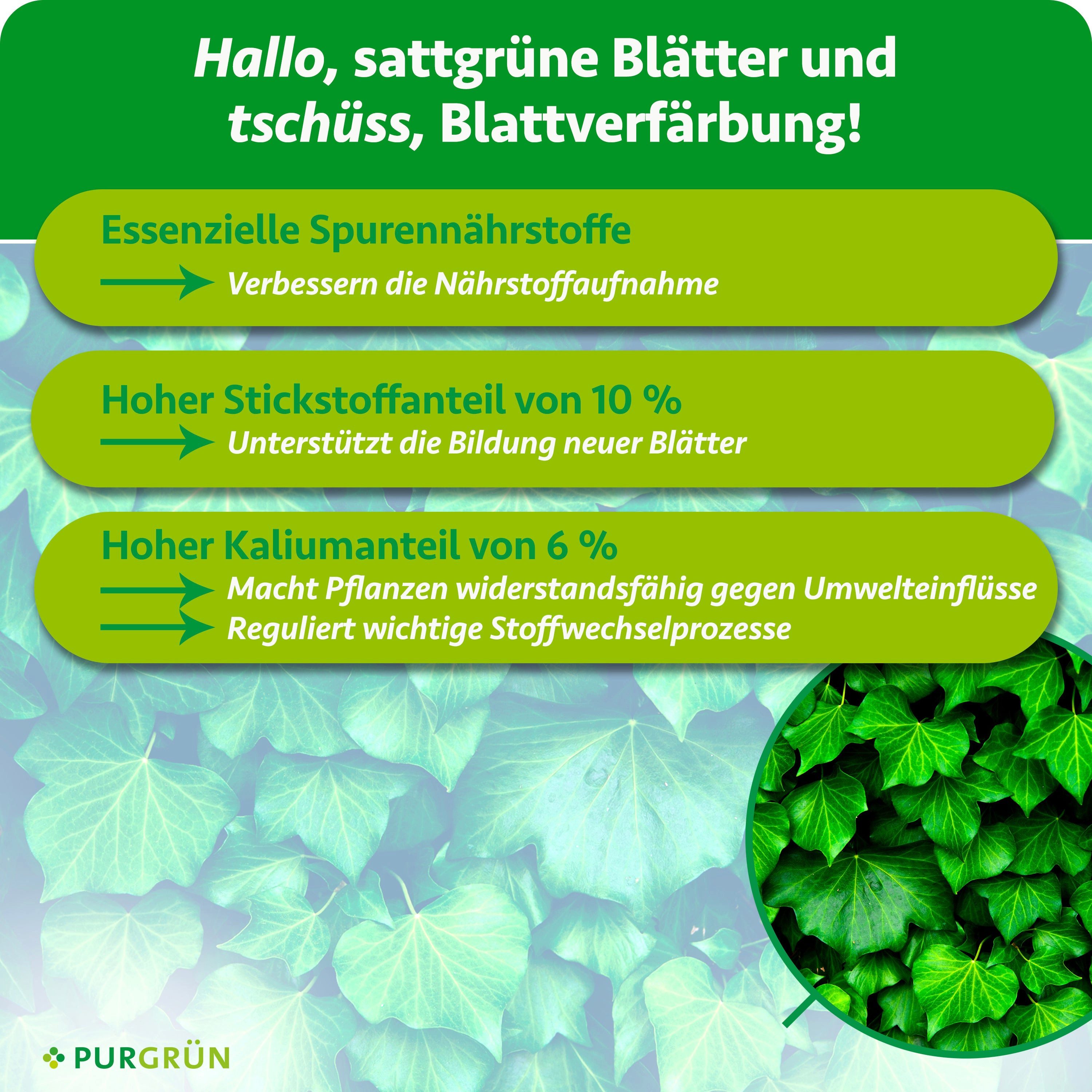 Purgrün Gartendünger Efeu Dünger, NPK 10+4+6, kräftiges Wachstum, 1L, Flüssigdünger, 1-St., 1 Liter