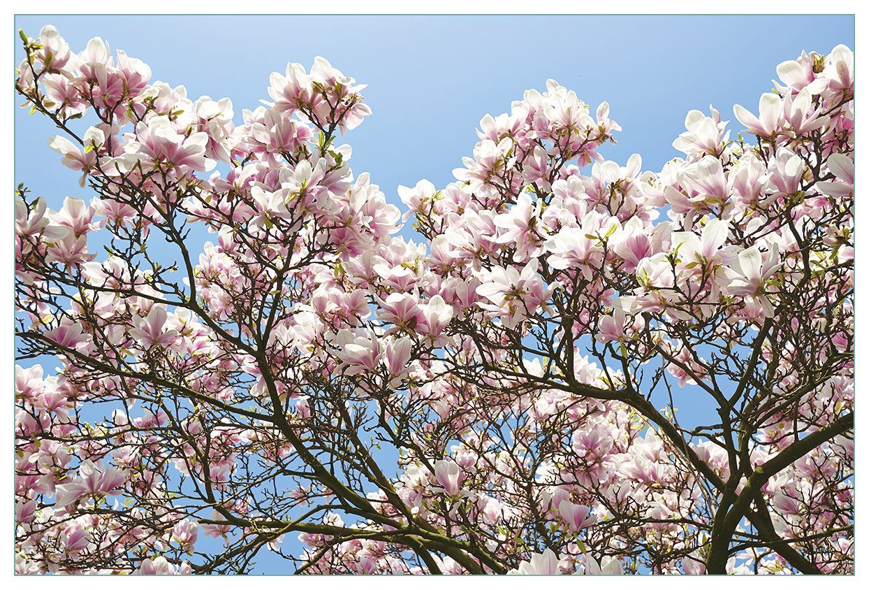 Wallario Küchenrückwand Schöne rosa Magnolien-Blüten vor blauem Himmel, (1-tlg)