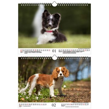 Seelenzauber Wandkalender Hundezauber Kleine Hunde DIN A4 Kalender für 2023 Welpen und kleine