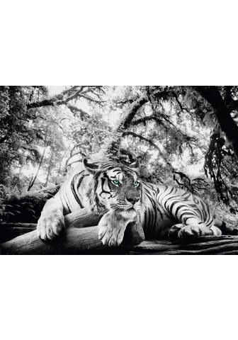 Картина »Tiger guckt dich an&laq...