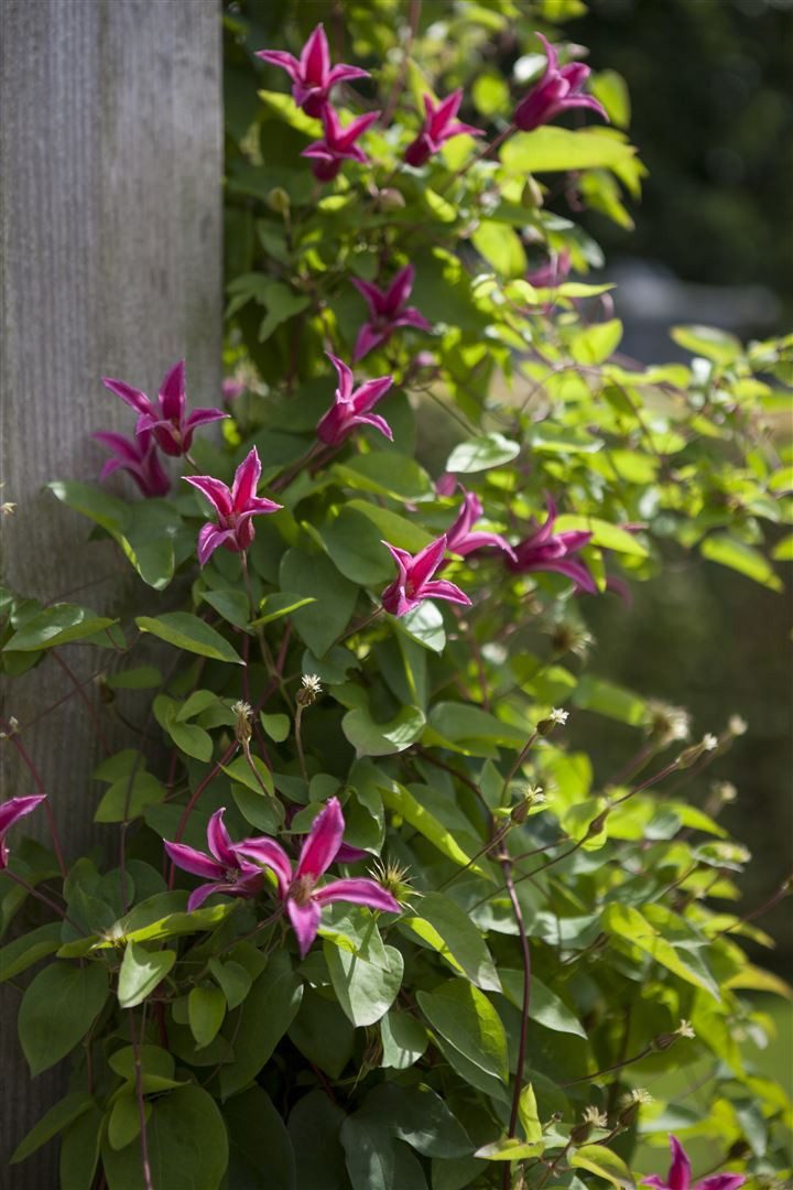 Pflanzen für Dich Kletterpflanze Clematis tex. Princess Diana, 1 St., Clematis, Waldrebe, trompetenblüten, kletterpflanze