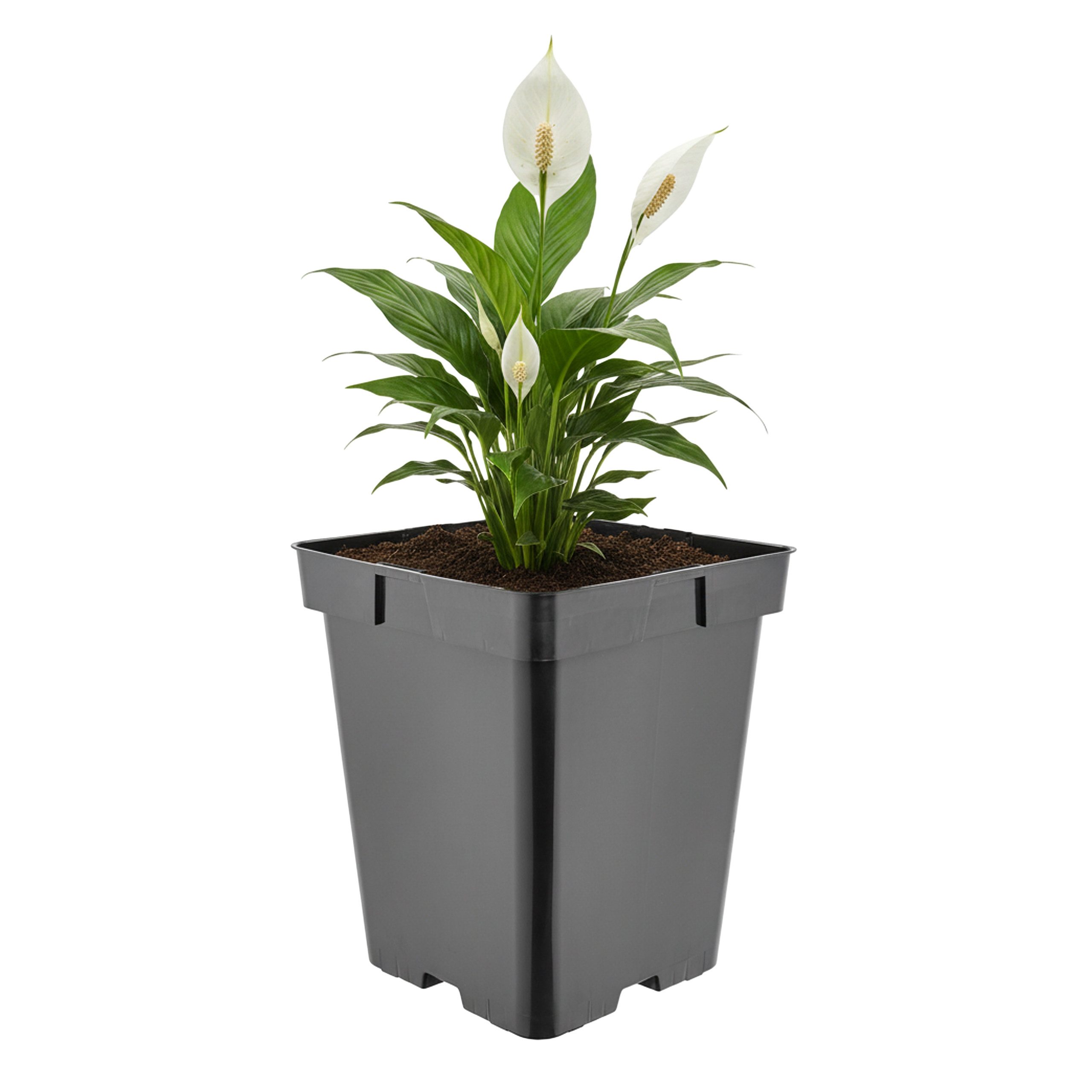 Blumentpfe 40l online kaufen | OTTO